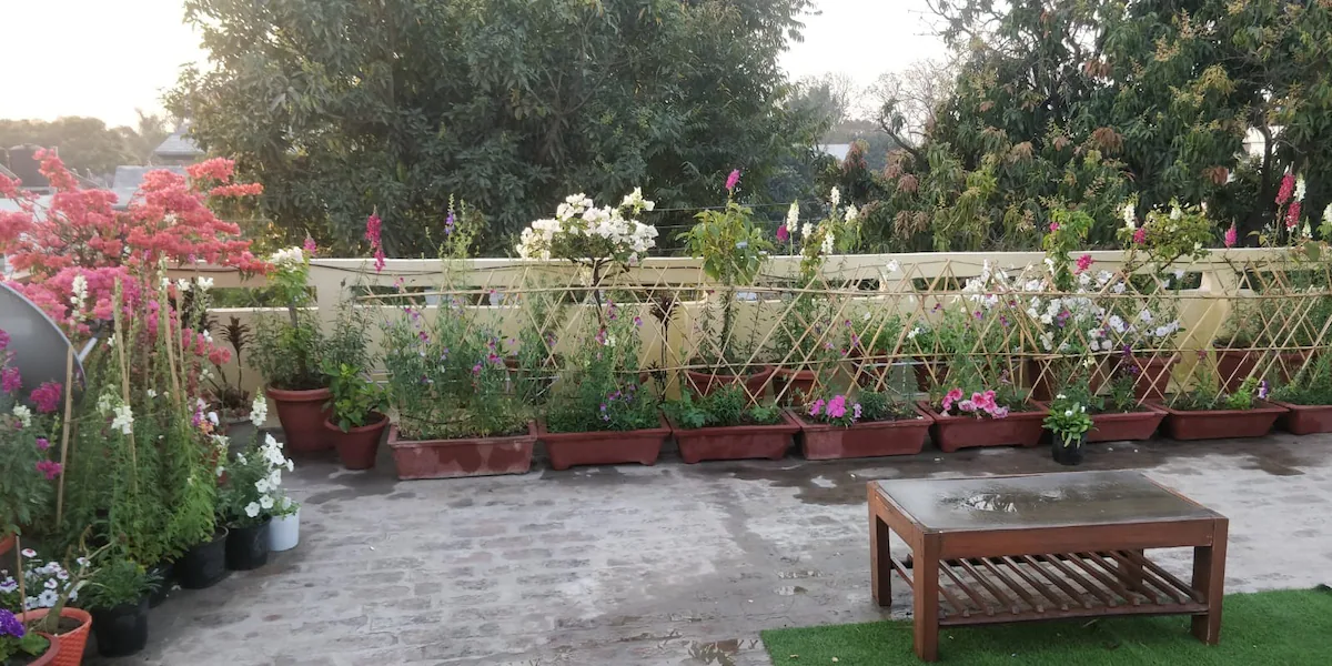 The Nest Chandigarh