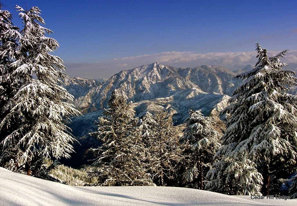 The Berry Cove Mashobra Shimla