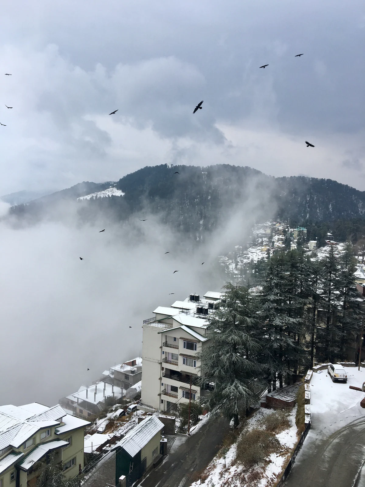 The Berry Cove Mashobra Shimla