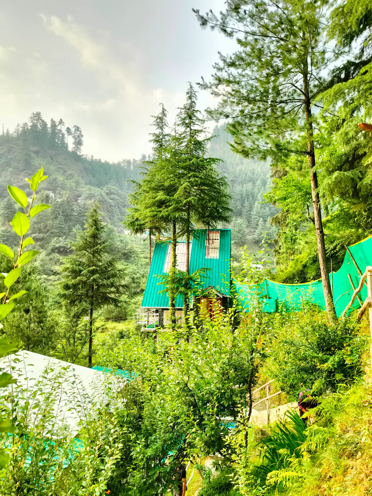 Buransh | Living Tree Glass Cabin Jibhi