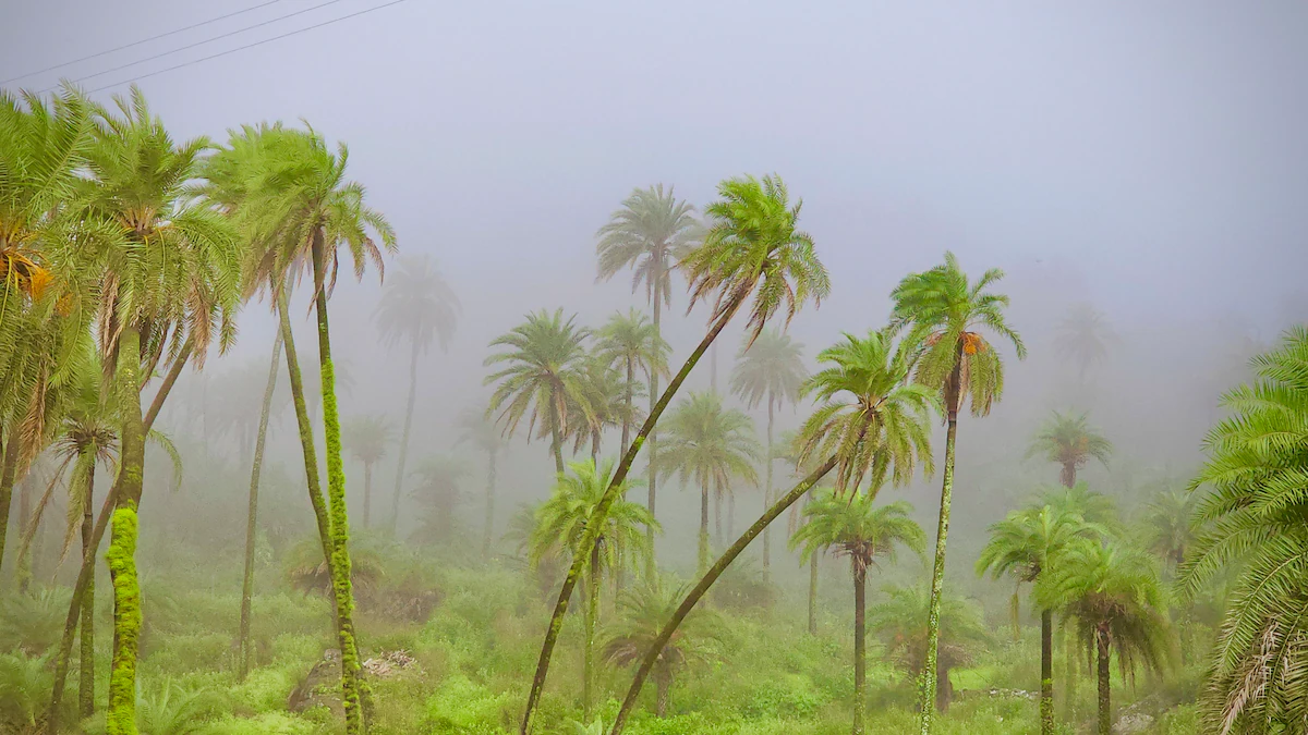 The Palm Villa Mount Abu