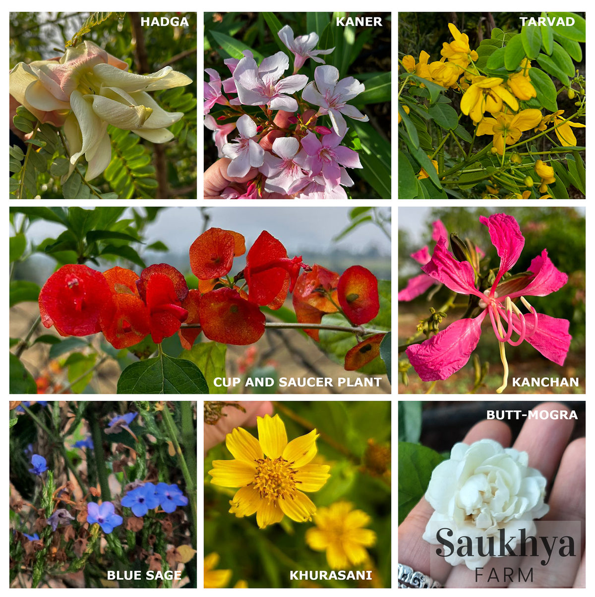 The Open House at Saukhya Farm