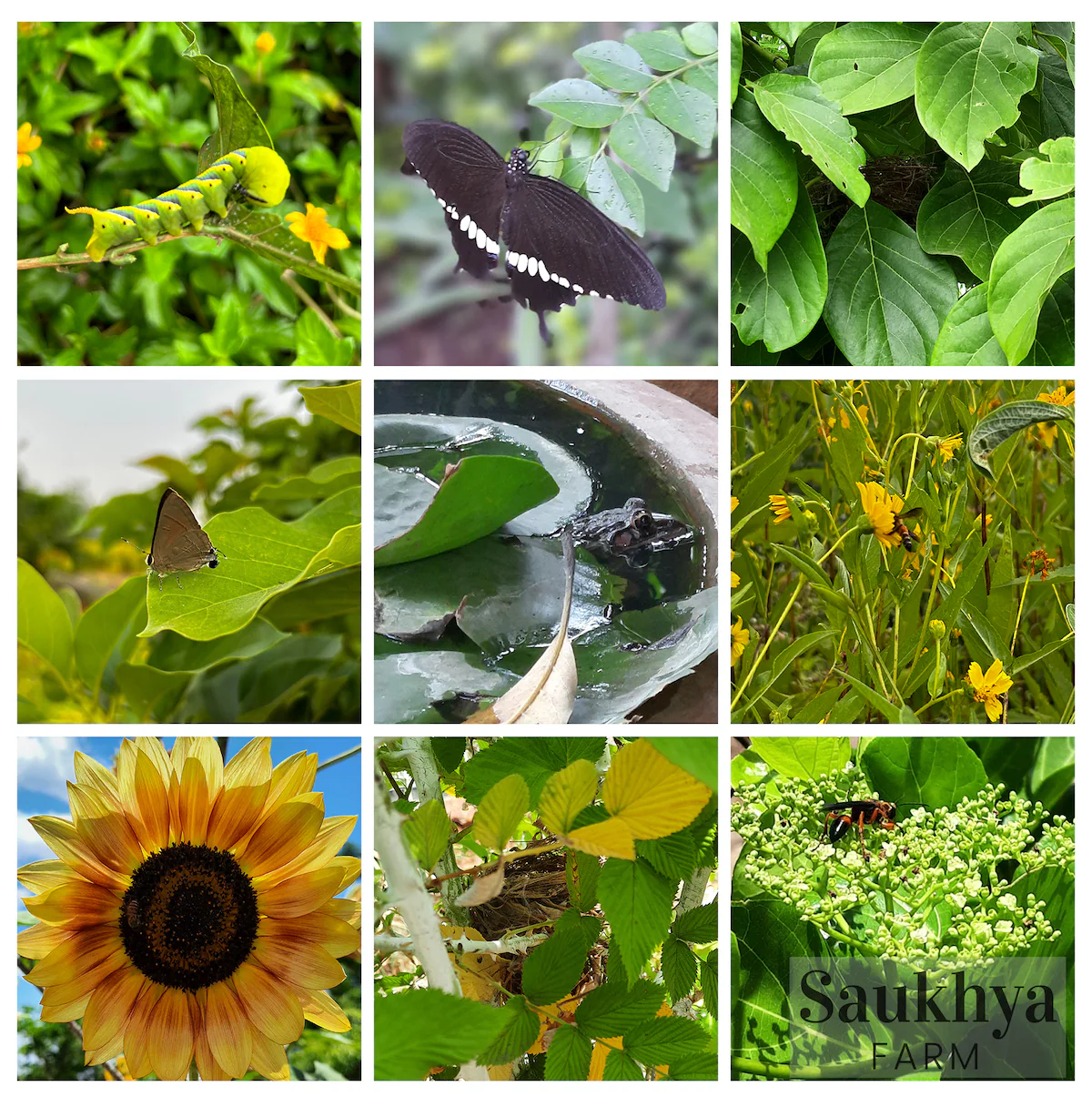 The Open House at Saukhya Farm