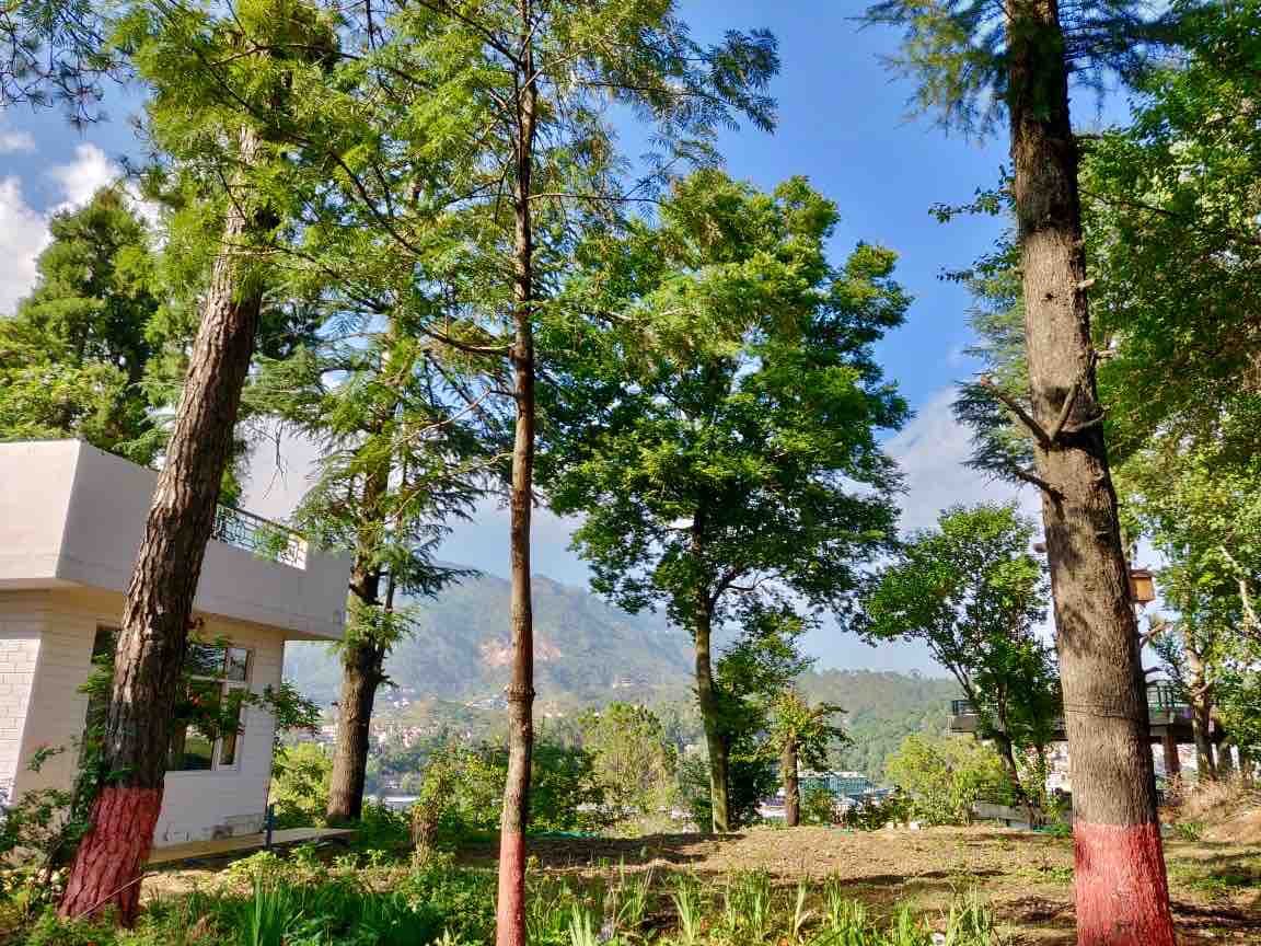 20 Deodar House Solan